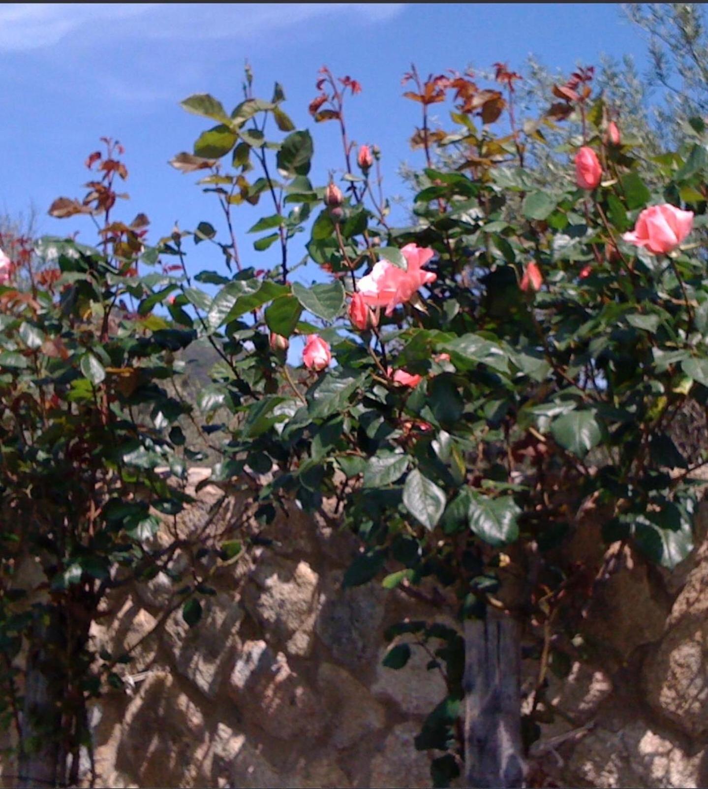 Finca Vergel Gata Εξωτερικό φωτογραφία